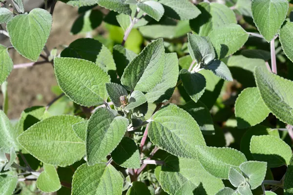 Silver Sprurflower Leaves Flower Buds Latin Name Coleus Argentatus — Stok Foto