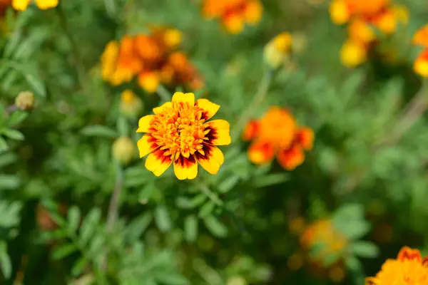 Bunga Marigold Prancis Nama Latin Tagetes Patula — Stok Foto