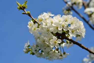 Sweet cherry branch with white flowers - Latin name - Prunus avium