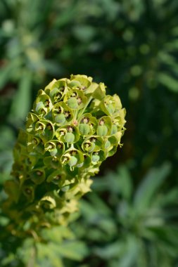 Akdeniz çiçekleri - Latince adı - Euphorbia the Black Pearl