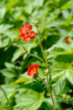 Avens Red flower - Latince adı - Geum Scarlet Tempest