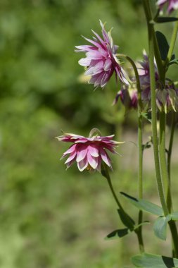 Columbine pembe ve beyaz çiçekleri - Latince adı - Aquilegia vulgaris var. stellata Nora Barlow