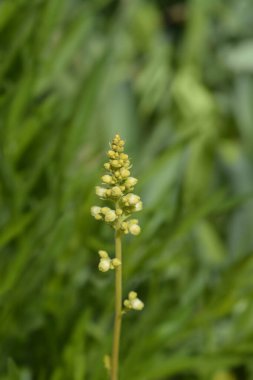 Coral Bells Electric Lime çiçekleri - Latince adı Heuchera Electric Lime