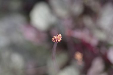 Prince of Silver Coral Bells flower buds - Latin name - Heuchera Prince of Silver