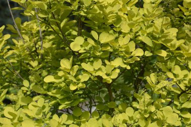 Smoke tree yellow green leaves - Latin name - Cotinus coggygria clipart