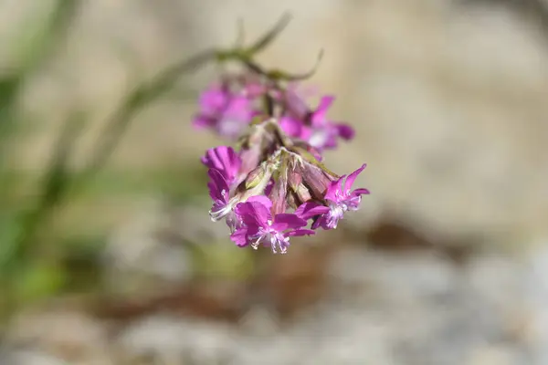 stock image Sticky catchfly pink flower - Latin name - Viscaria vulgaris