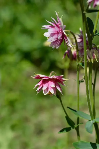 stock image Columbine pink and white flowers - Latin name - Aquilegia vulgaris var. stellata Nora Barlow