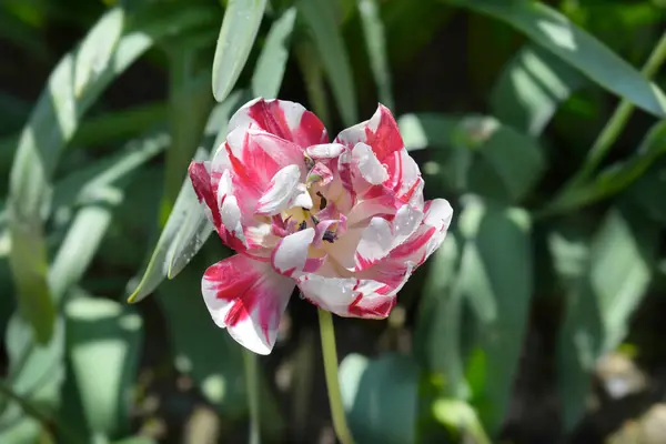 Flor Tulipa Branca Vermelha Dupla Tardia Nome Latino Tulipa Carnaval — Fotografia de Stock
