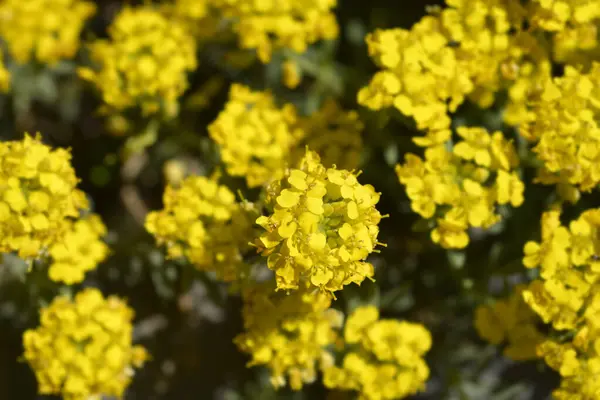 Жовті Квіти Латинська Назва Alys Sum Wulfenianum Golden Spring — стокове фото