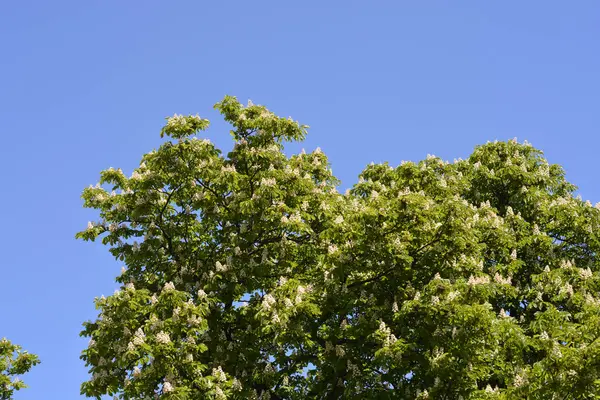 Common Horse Chestnut Tree Flowers Blue Sky Latin Name Aesculus — стокове фото