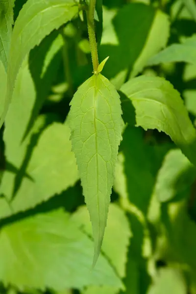 Creeping Bellflower Leaves Latin Name Campanula Rapunculoides — Stock Photo, Image