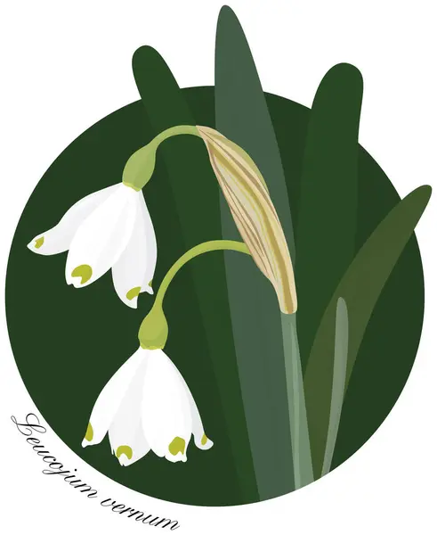 Ilustração Flores Floco Neve Primavera Folhas Nome Latino Leucojum Vernum — Vetor de Stock