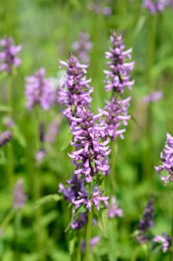 Yaygın çalı çiçekleri - Latince adı - Stachys officinalis