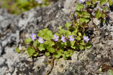 Kenilworth Ivy küçük çiçekleri - Latince adı - Cymbalaria muralis