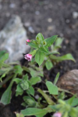 Kırmızı akciğer otu çiçekleri - Latince adı - Pulmonaria rubra