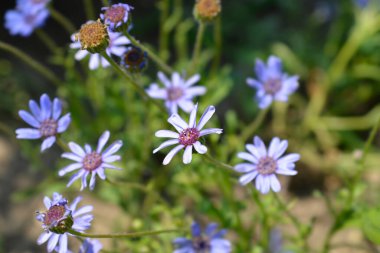 Blue Daisy flower - Latin name - Felicia heterophylla The Blues clipart