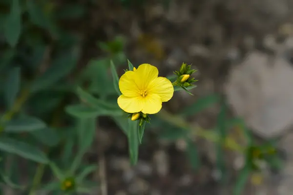 Len Dolomitowy Żółte Kwiaty Nazwa Łacińska Linum Dolomiticum — Zdjęcie stockowe