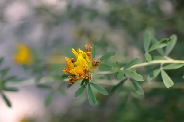 Flores Amarelas Vassoura Aglomeradas Austríacas Nome Latino Cytisus Austriacu — Fotografia de Stock