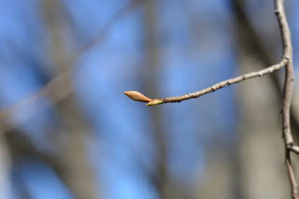 Branche Chinoise Noisette Hiver Aux Bourgeons Nom Latin Corylopsis Willmotiae — Photo