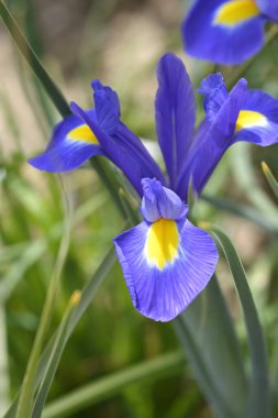 Doutch iris blue and yellow flower - Latin name - Iris hollandica Blue Magic clipart
