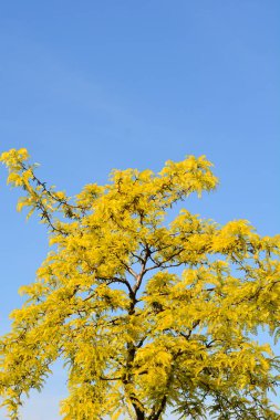 Thornless Bal çekirgesi - Latince adı Gleditsia triacanthos F. inermis