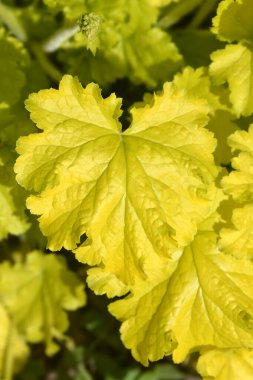 Coral Bells Electric Lime Latince adıyla Heuchera Electric Lime 'dan ayrılıyor