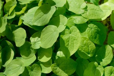 Alp otları yaprakları - Latince adı - Epimedium alpinum