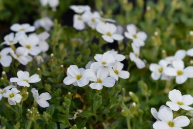 White Rock Cress flowers - Latin name - Aubrieta Axcent White clipart