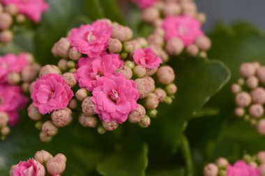 Pembe Çiçekçi Kalanchoe çift çiçek - Latince adı Kalanchoe Bloosfeldiana