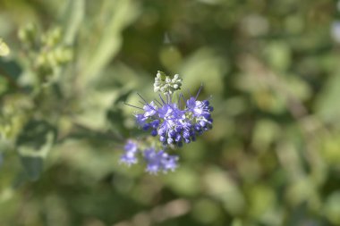 Mavi Sakal Mavi Çiçekler - Latince adı - Caryopteris x Clandonensis