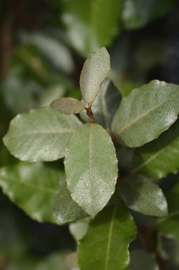 Oleaster Compacta Latince adı Elaeagnus x submacrophylla Compacta olan yaprakları