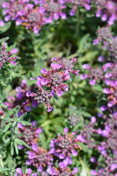 Alman melez çiçekleri - Latince adı Teucrium montanum x cossonii