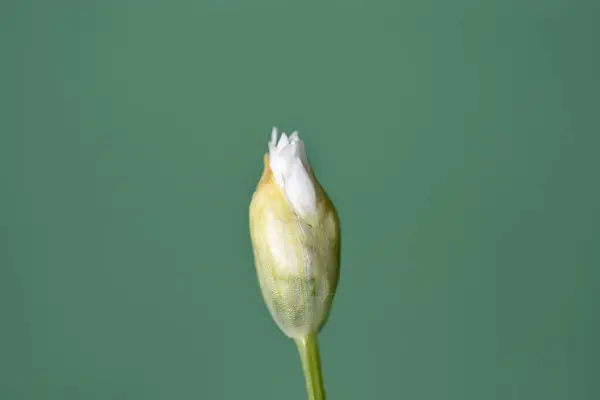 Dziki Czosnek Biały Kwiat Pąk Łacińska Nazwa Allium Ursinum — Zdjęcie stockowe