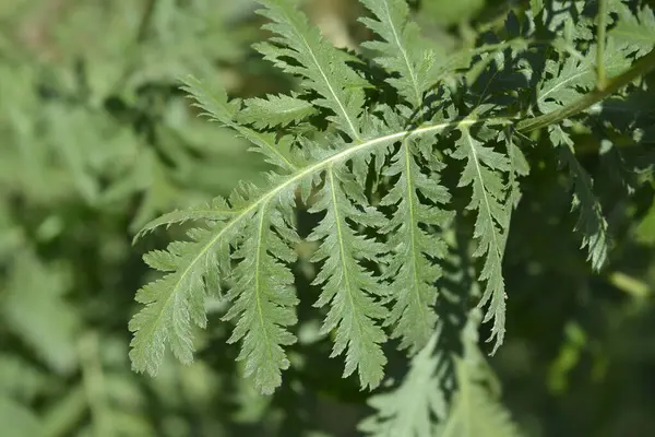 Common Tansy Leaves Latin Name Tanacetum Vulgare — Stock Photo, Image