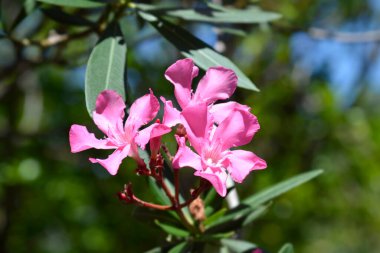 Yaygın bulunan pembe zakkum çiçekleri - Latince adı - Nerium zakkum