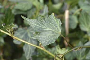 İngiliz Ivy yeşil yaprakları - Latince adı - Hedera helix Green Ripple