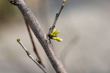 Beyaz Çin kırmızı tomurcuklu çiçek dalı- Latince adı - Cercis chinensis Shirobana