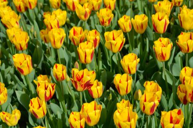 Sarı ve kırmızı lale çiçekleri - Latin adı - Tulipa Washington