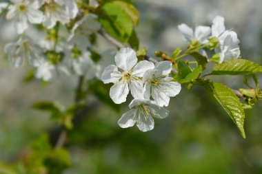 Sweet cherry branch with white flowers - Latin name - Prunus avium clipart