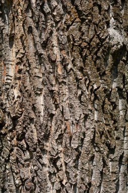 Kanadalı kavak ağacı detayı - Latince adı - Populus x canadensis