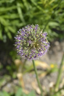 Çiçekli Soğan Mor Çiçeği - Latince adı - Allium hollandicum Purple Sensation