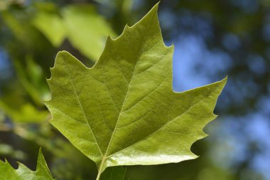 Londra uçak yaprağı - Latince adı - Platanus x hispanica 