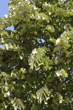 Gümüş kireç yaprakları - Latince adı - Tilia tomentosa