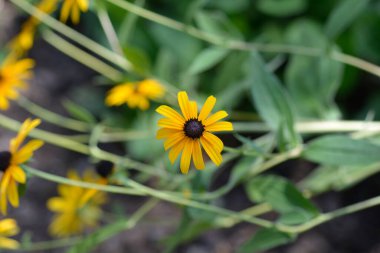 Black-eyed Susan flowers - Latin name - Rudbeckia hirta