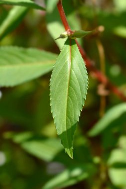 Bahçe balsam yaprakları - Latince adı - Impatiens balsamina