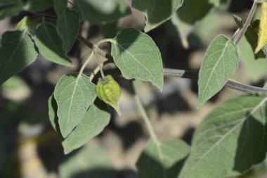 Meksika domates yaprakları ve meyve - Latince adı - Physalis coztomatl