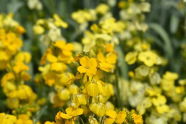 Sarı Wallflowers - Latince adı - Erysimum cheiri Primerose Dame