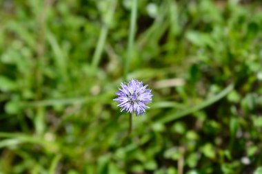 Küresel papatya çiçeği - Latince adı - Globularia meridionalis