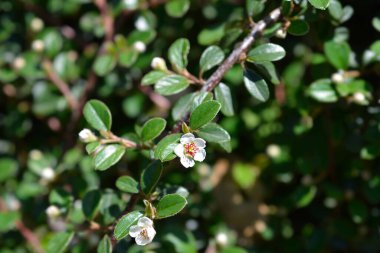 Bearberry cotoneaster Radyasyonu çiçekli - Latince adı - Cotoneaster dammeri Radicans