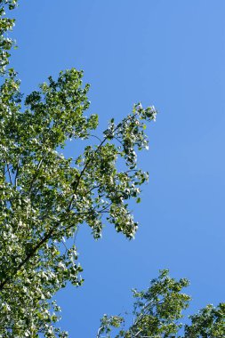 Mavi gökyüzünde yaprakları olan Kanada kavak dalları - Latince adı - Populus x canadensis